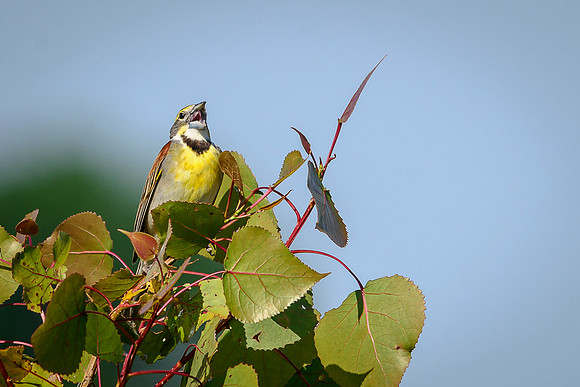 Dickcissel