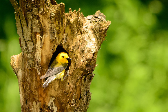 Prothonotary Warbler