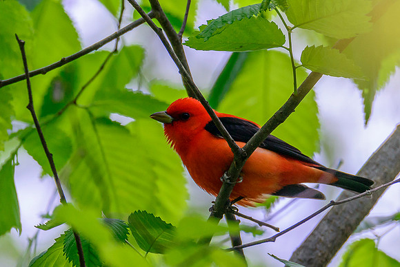 Scarlet Tanager