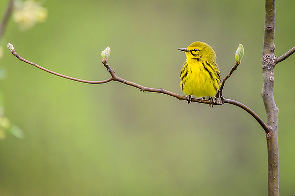 Prairie Warbler