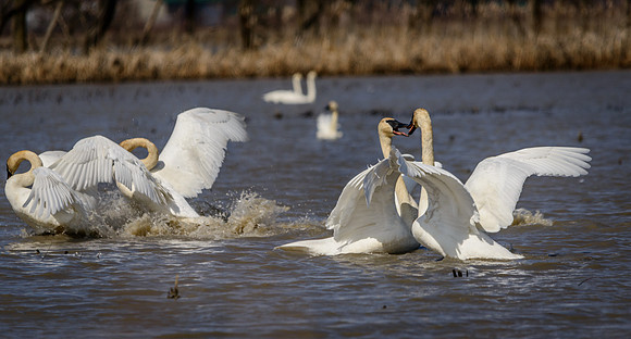 Trumpeter Swans Battle Royal!