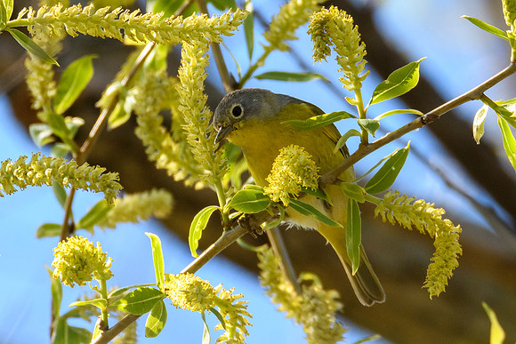 Nashville Warbler