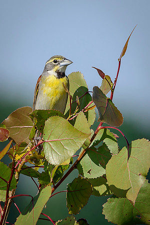 Dickcissel