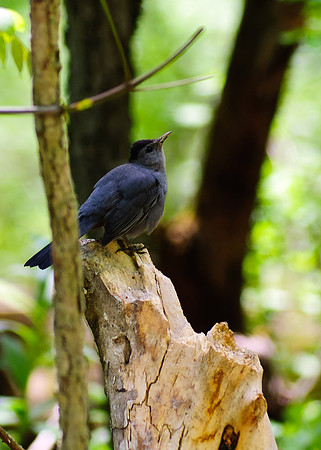 Gray Catbird