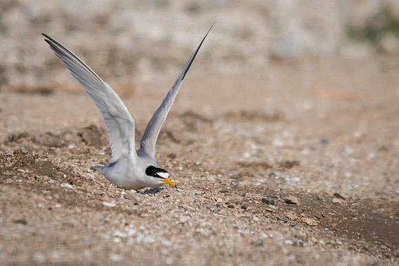Least Tern