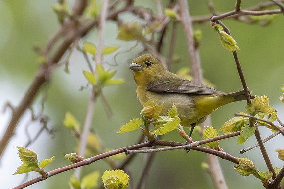 Scarlet Tanager