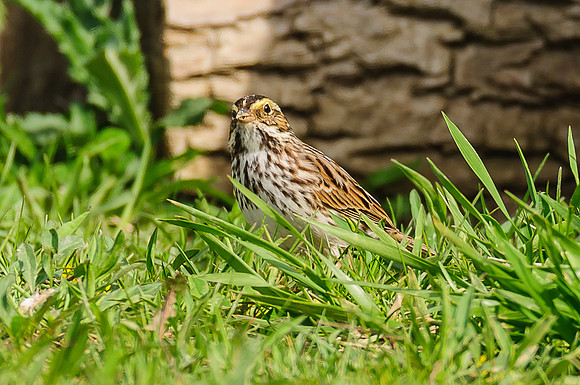 Savannah Sparrow