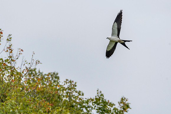 Swallow-tailed Kite
