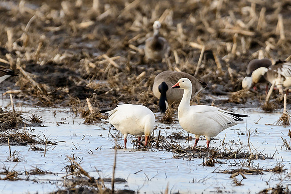 Snow Geese 2