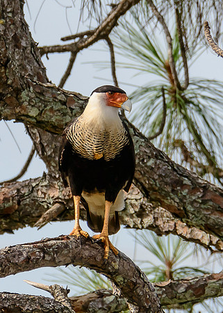 Crested Caracara