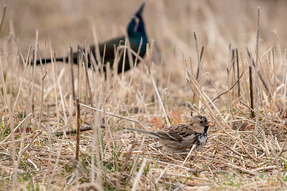 Harris's Sparrow