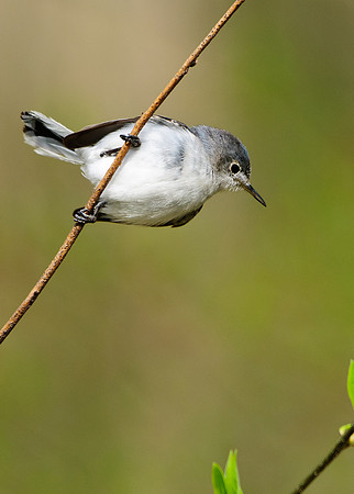 Blue Gray Gnatcatcher; Lawrence Woods, Kenton OH
