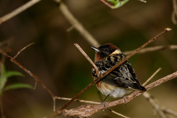 Bay-breasted Warbler