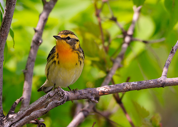 Young Blackburnian Warbler ; Magee Marsh, Lake Erie OH