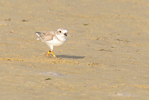 Piping Plover