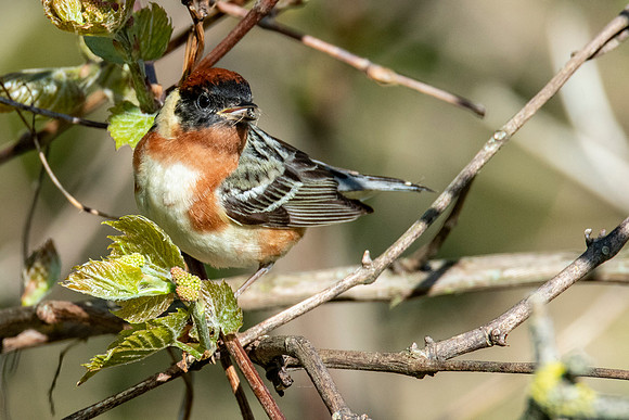 Bay-breasted Warbler