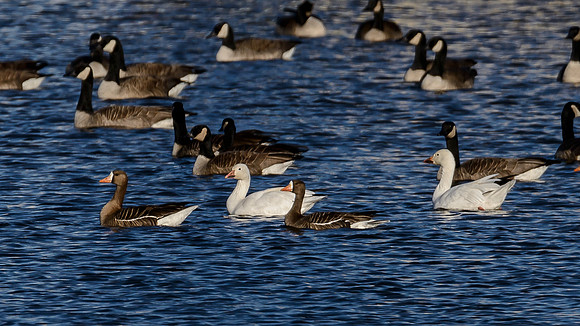 Mixed Geese