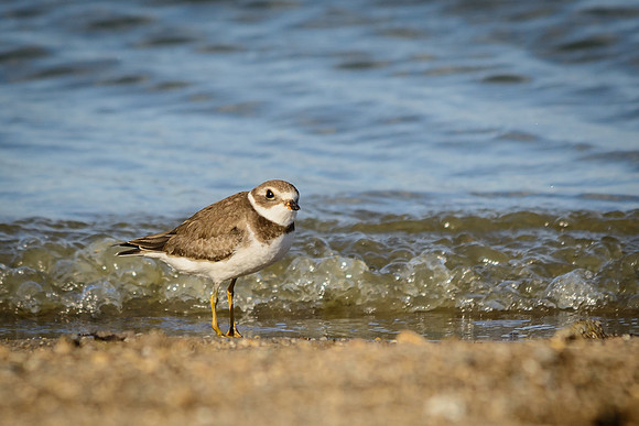 Semipalmated Plover