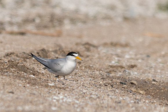 Least Tern