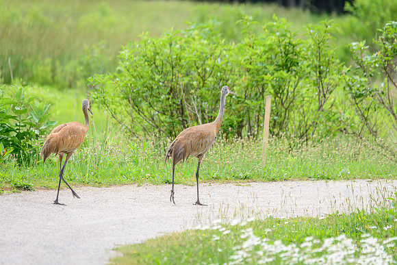 Sandhill Crane Pair