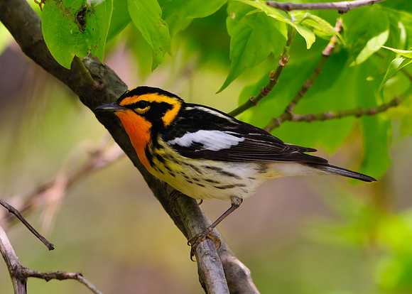 Blackburnian Warbler ; Magee Marsh, Lake Erie OH
