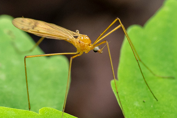 Crane Fly