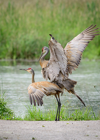 Sandhill Crane Pair
