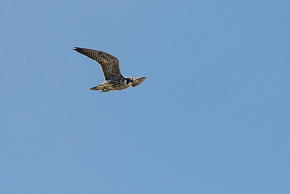 Peregrine Falcon