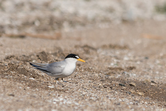 Least Tern