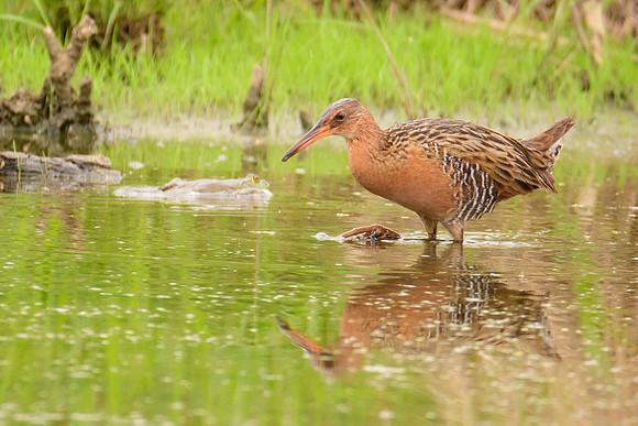 King Rail