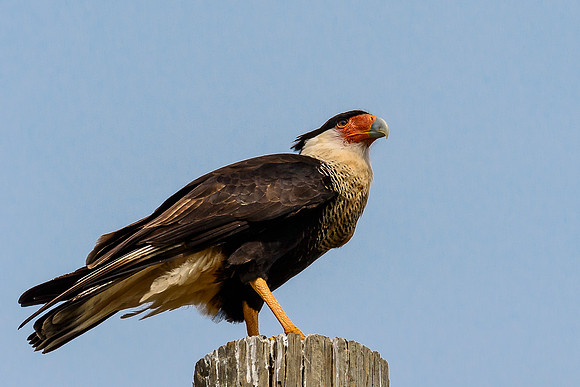 Crested Caracara