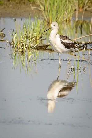 American Avocet