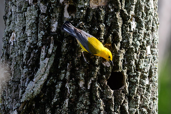 Prothonotary Warbler