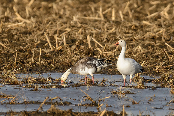 Snow Geese 6