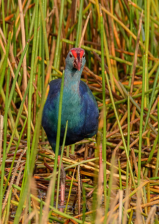 Grey-headed Swamphen