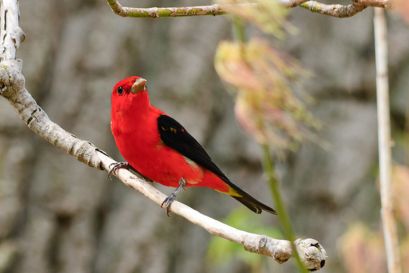 Scarlet Tanager
