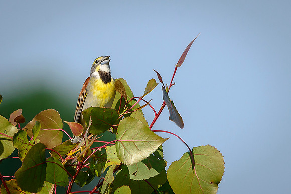 Dickcissel