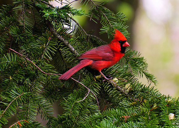 Northern Cardinal; Male