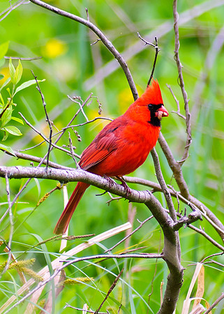 Northern Cardinal; Male