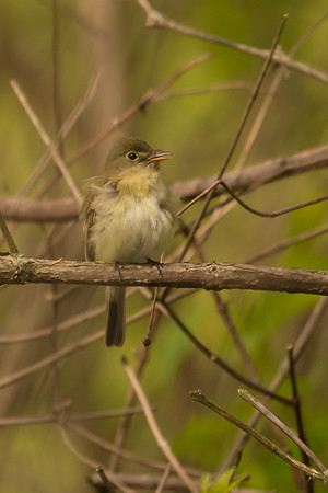 Acadian Flycatcher