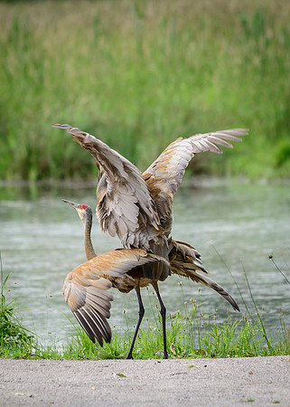 Sandhill Crane Pair