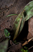 Leaves