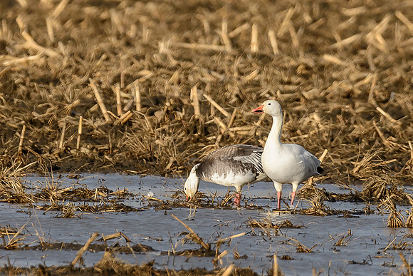 Snow Geese 5