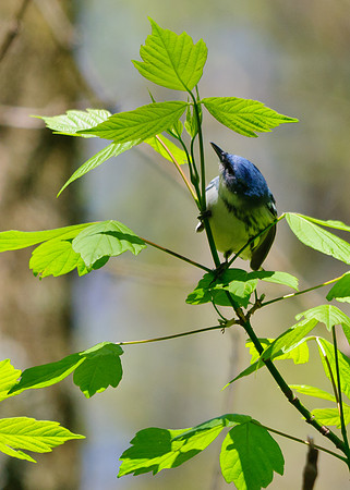 Cerulean Warbler;Lawrence Woods, Kenton OH