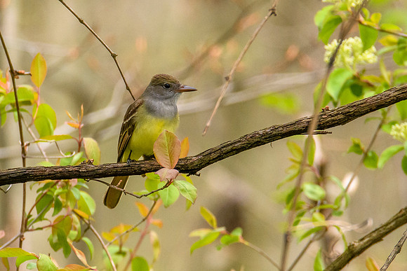 Great-creasted Flycatcher