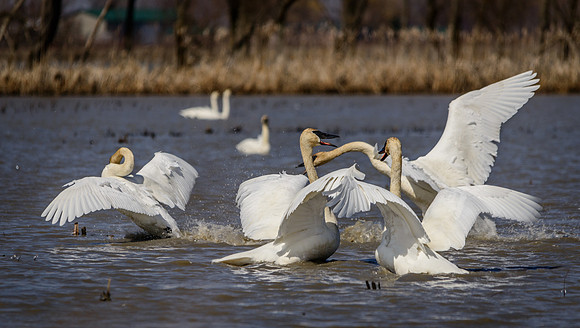 Trumpeter Swans Battle Royal!