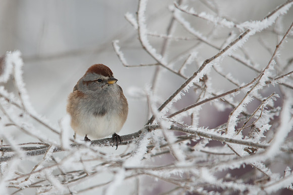 American Tree Sparrow