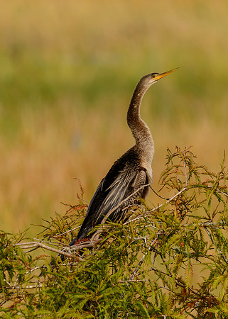 Anhinga