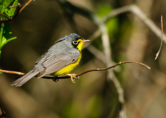 Canada Warbler; Magee Marsh, Lake Erie Ohio