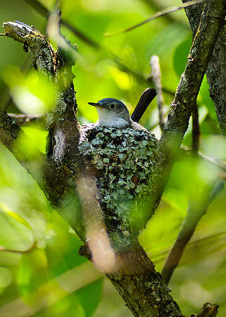 Blue Gray Gnatcatcher, Big Darby Headwaters, Union County Ohio